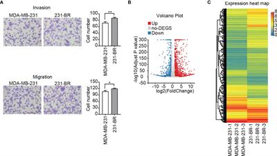 Frontiers | Screening And Identification Of Novel Potential Biomarkers ...